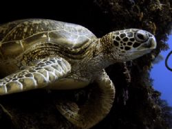 Young Green Tutle at Sipadan by Alex Lim 